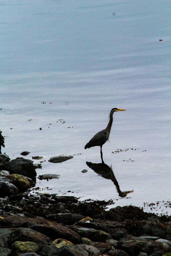 Gowlland Harbour Resort Heriot Bay Buitenkant foto